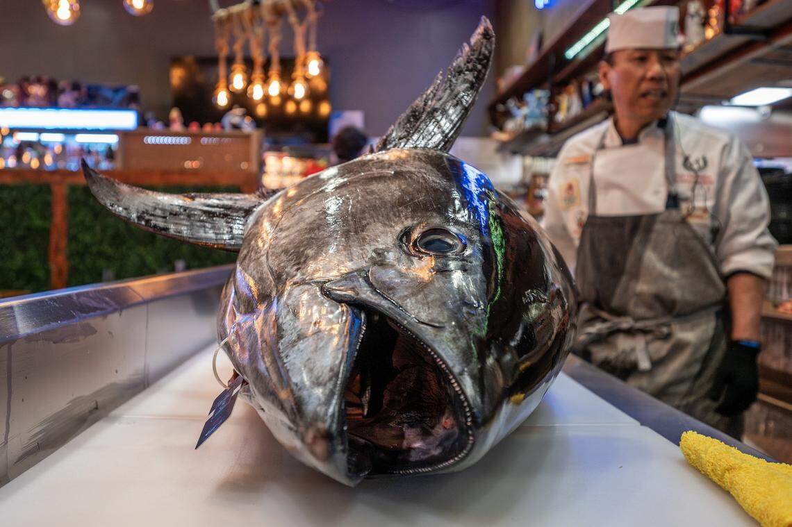 A bluefin tuna sits on a table during a cutting show at KC Craft Ramen on Monday, March 2, 2026, in Overland Park.