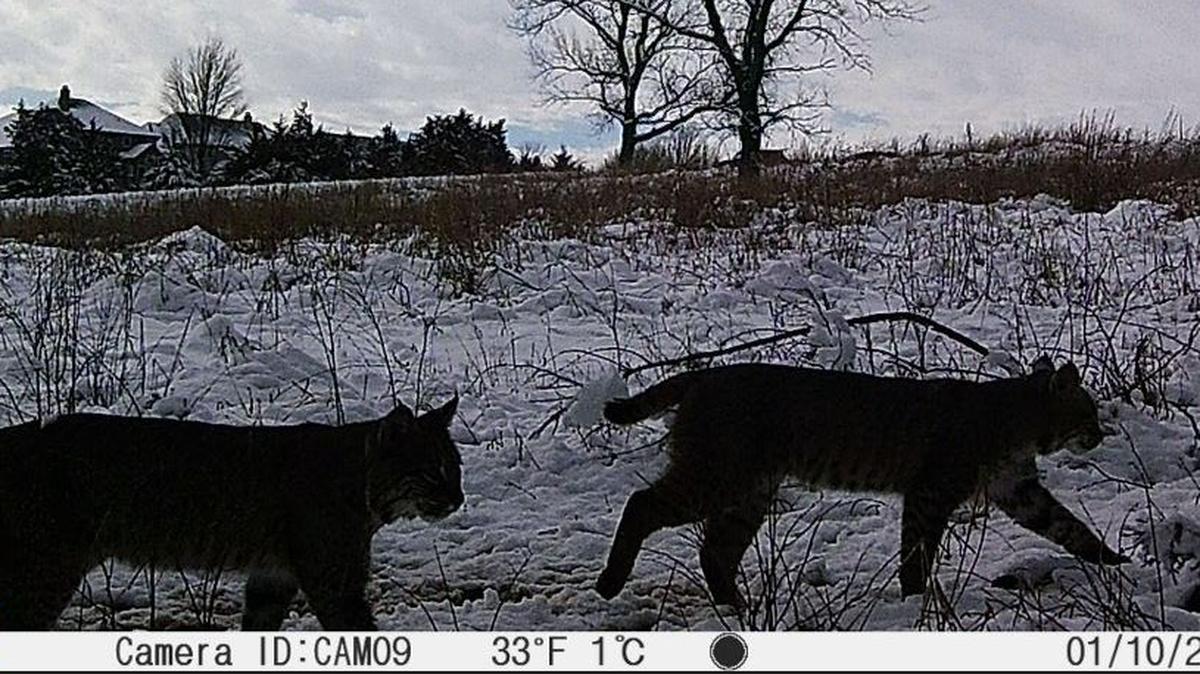 Two bobcats are seen on a trail camera in Shawnee Mission Park on Tuesday, Jan. 16, 2024. These elusive animals do not pose a threat to humans.