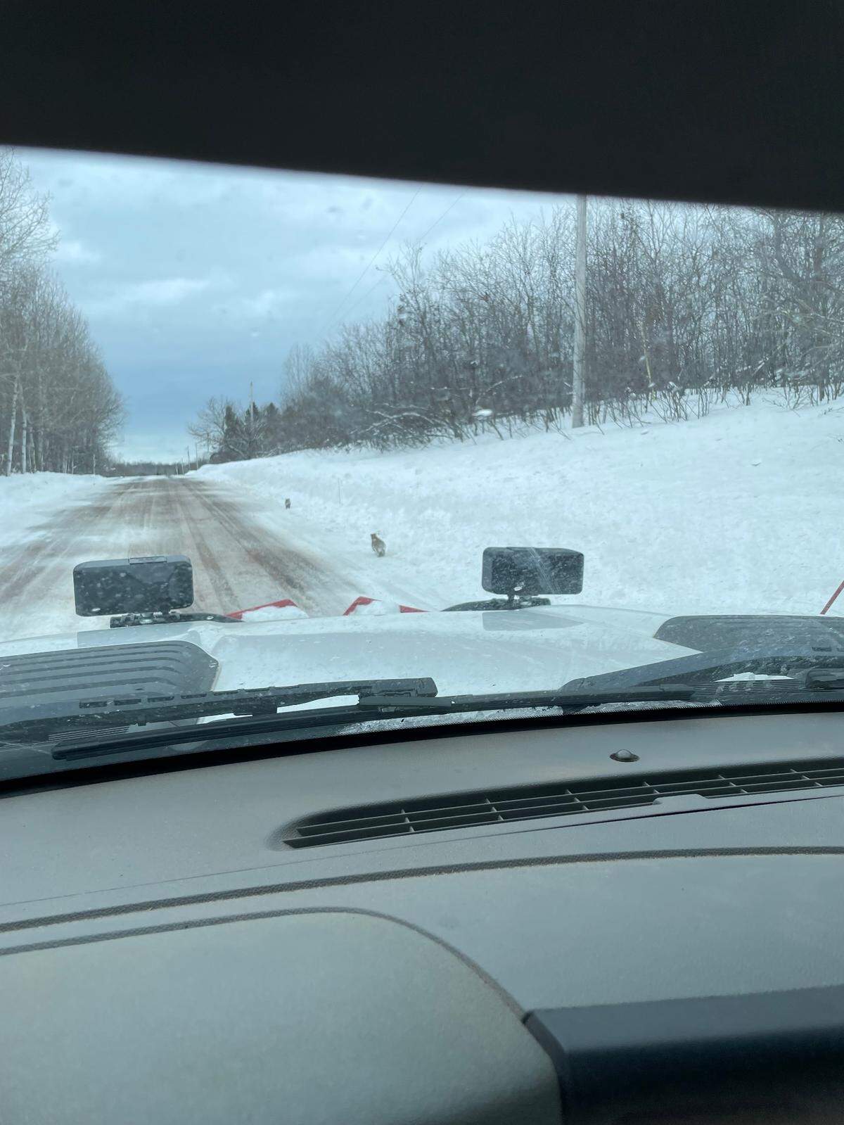 Two cougar cubs spotted on the side of the road in the Upper Peninsula of Michigan.
