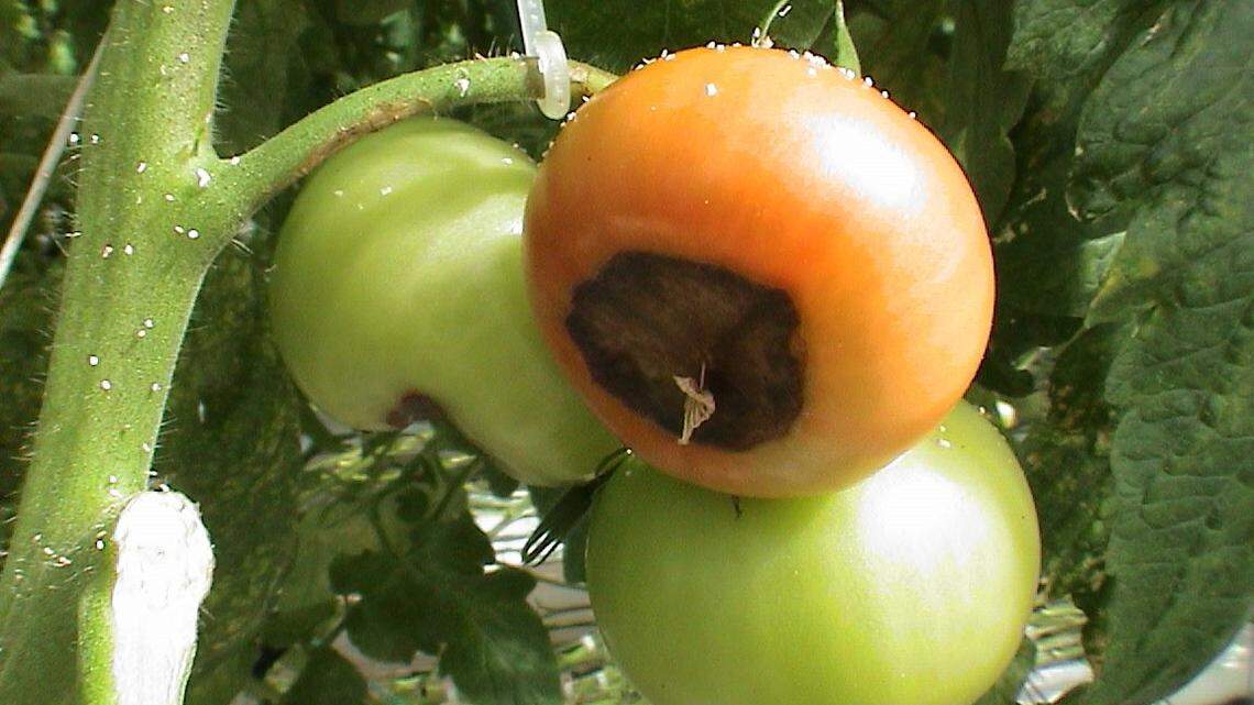 A number of factors can cause blossom end rot on tomato plants.