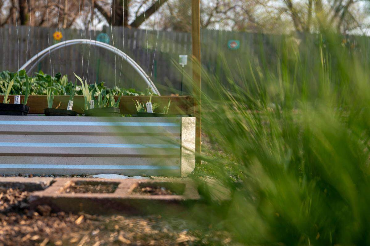 Vegetables begin to grow in several garden beds at Heather Gray-Johnson’s home in Kansas City.