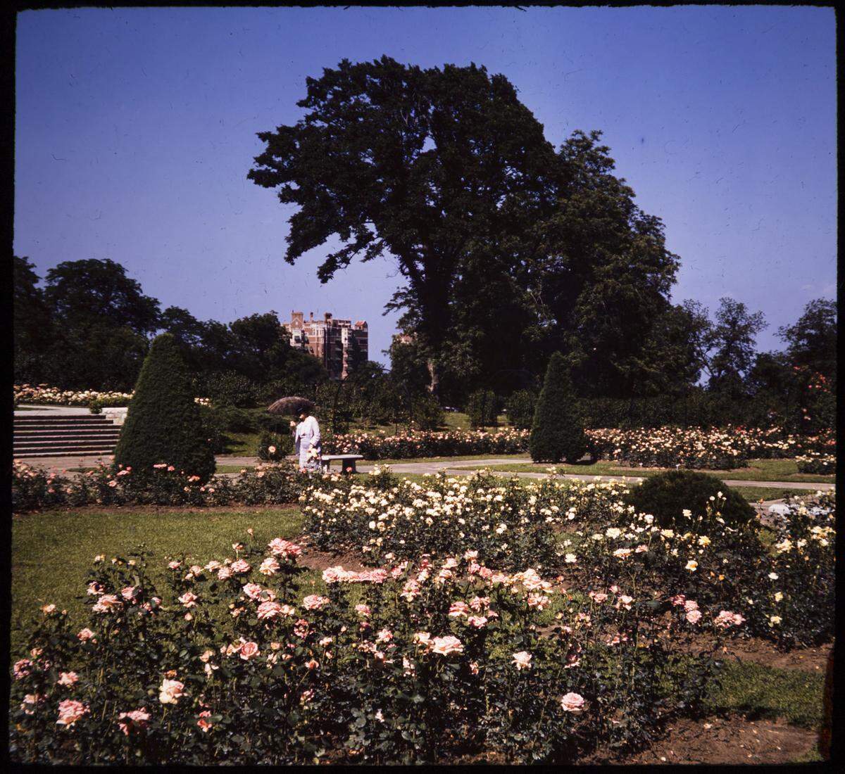 Loose Park rose garden. 1930s.