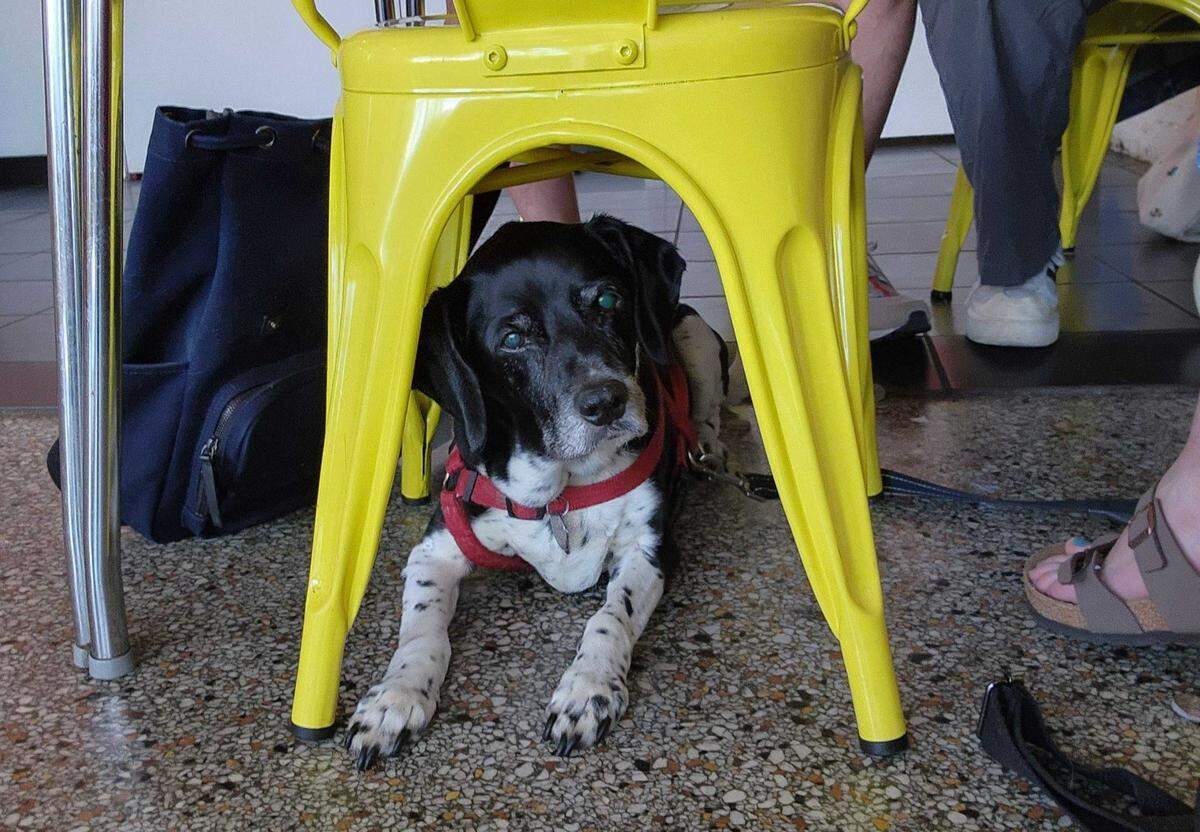 Dexter comes along to Cafe Cà Phê in Columbus Park for an afternoon of dog-friendly remote work with his owner, Star service editor Chandler Boese.