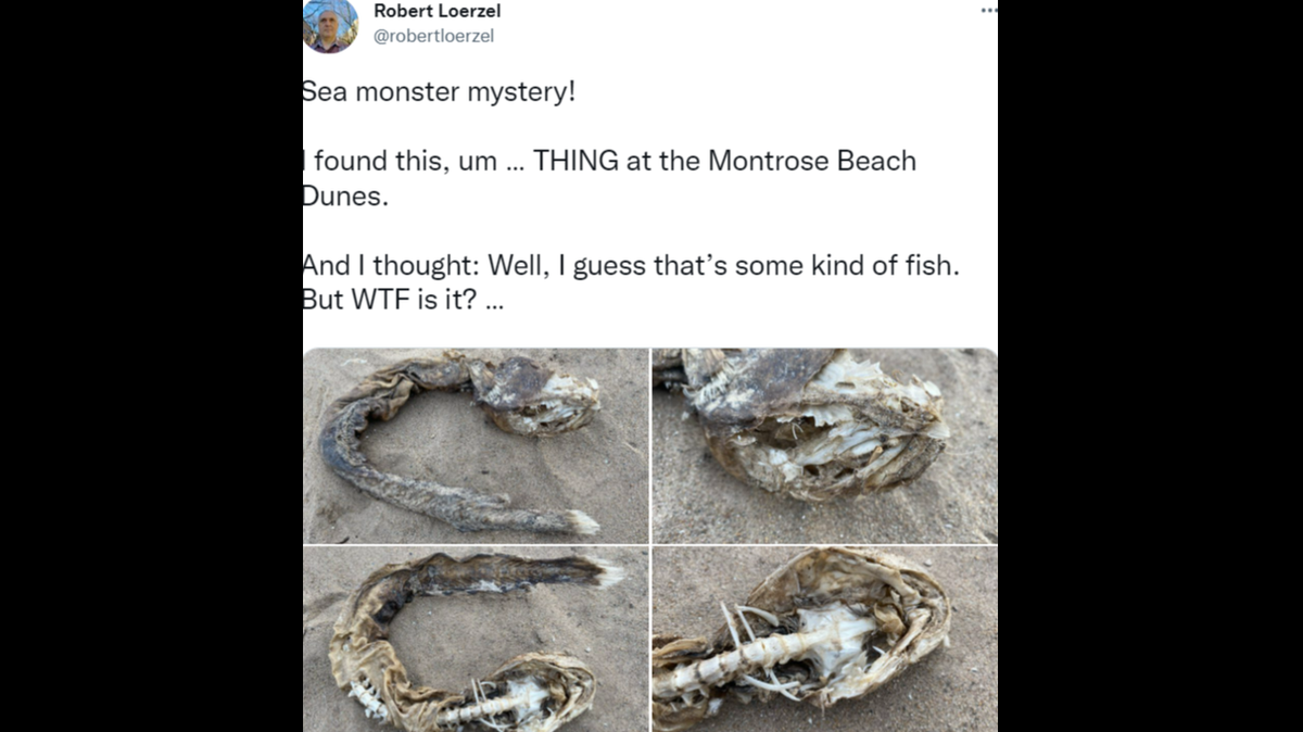 The remains of an eerie-looking creature were spotted on the shore of Lake Michigan.