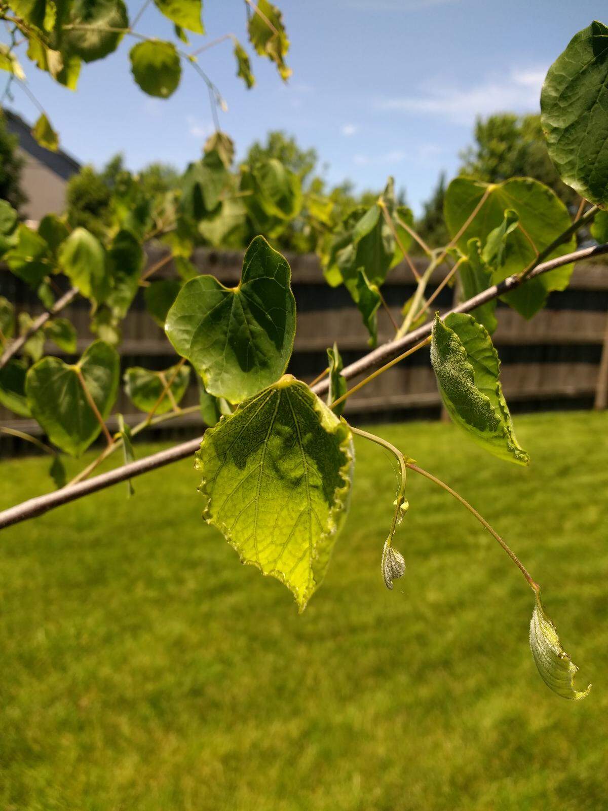 A redbud tree shows signs of damage from herbicides.