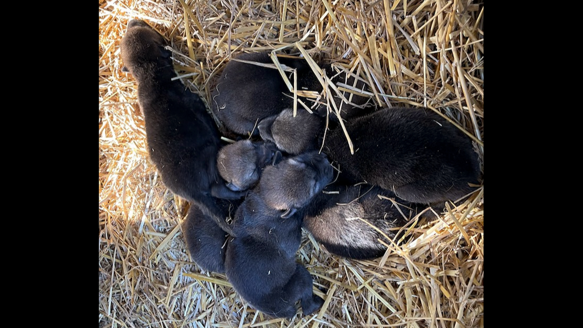 Six red wolves were born at the Great Plains Zoo in Sioux Falls, South Dakota.