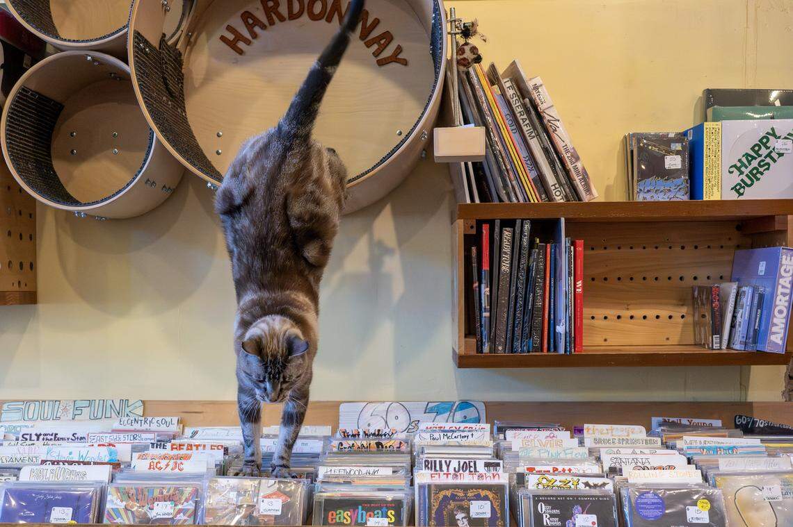 Chardonnay, a shop cat, jumps down from a cat perch at Love Garden Sounds on Wednesday, Nov. 5, 2025, in Lawrence.