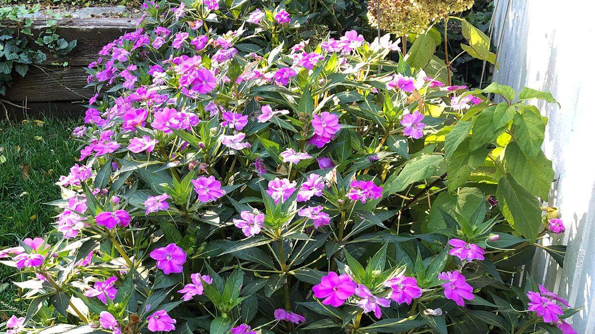 Add as much organic material to your heavy clay soil as possible to help it return to its native state. Then you’ll have a better chance to grow healthy, lovely plants such as these SunPatiens.