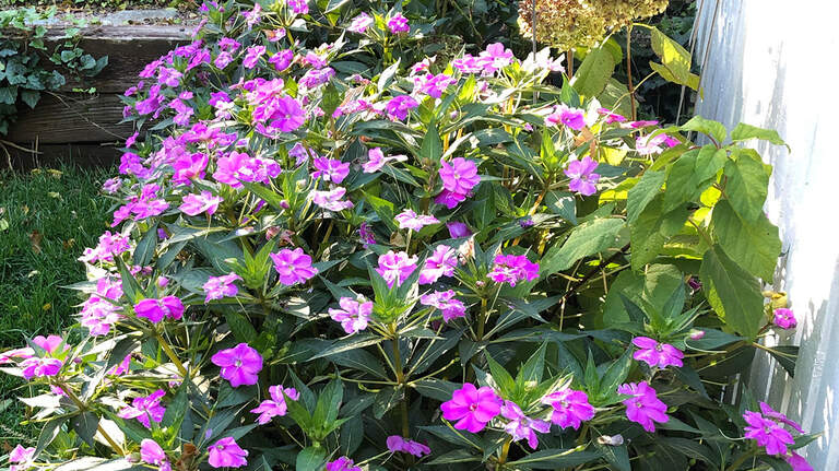Here’s the dirt on garden soil: You’re probably not spending enough money on it