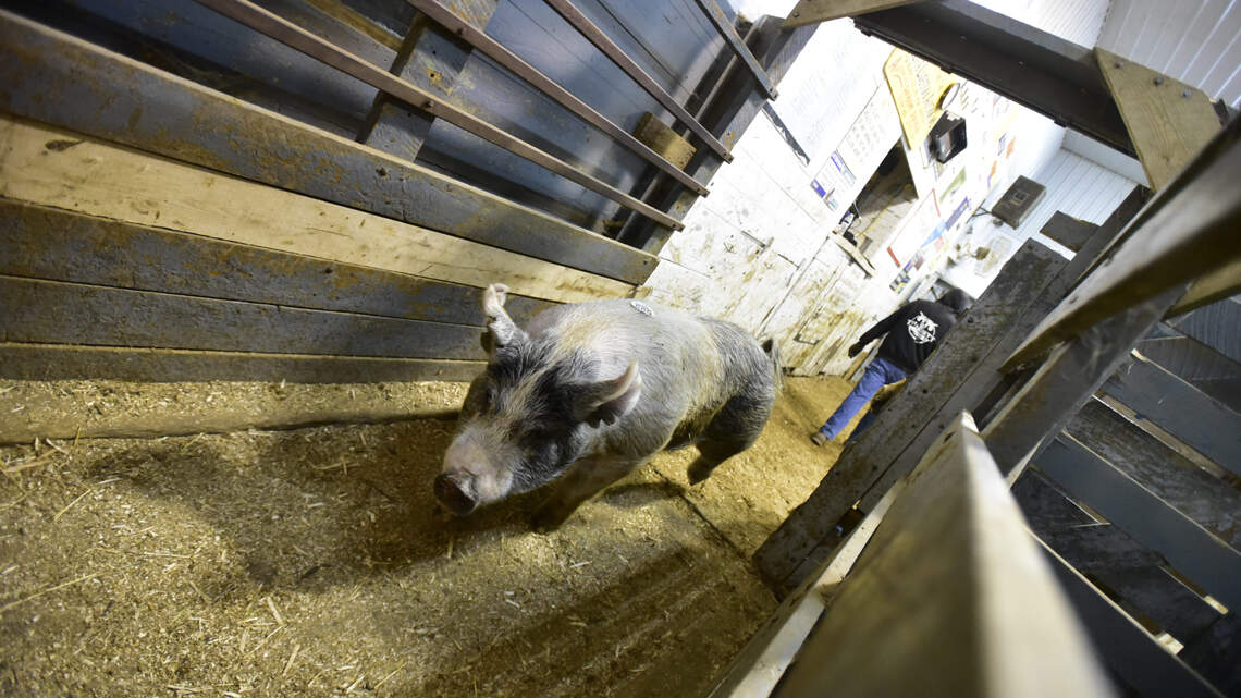 Kansan speaks out against the Save Our Bacon Act, but upholds animal welfare | Opinion