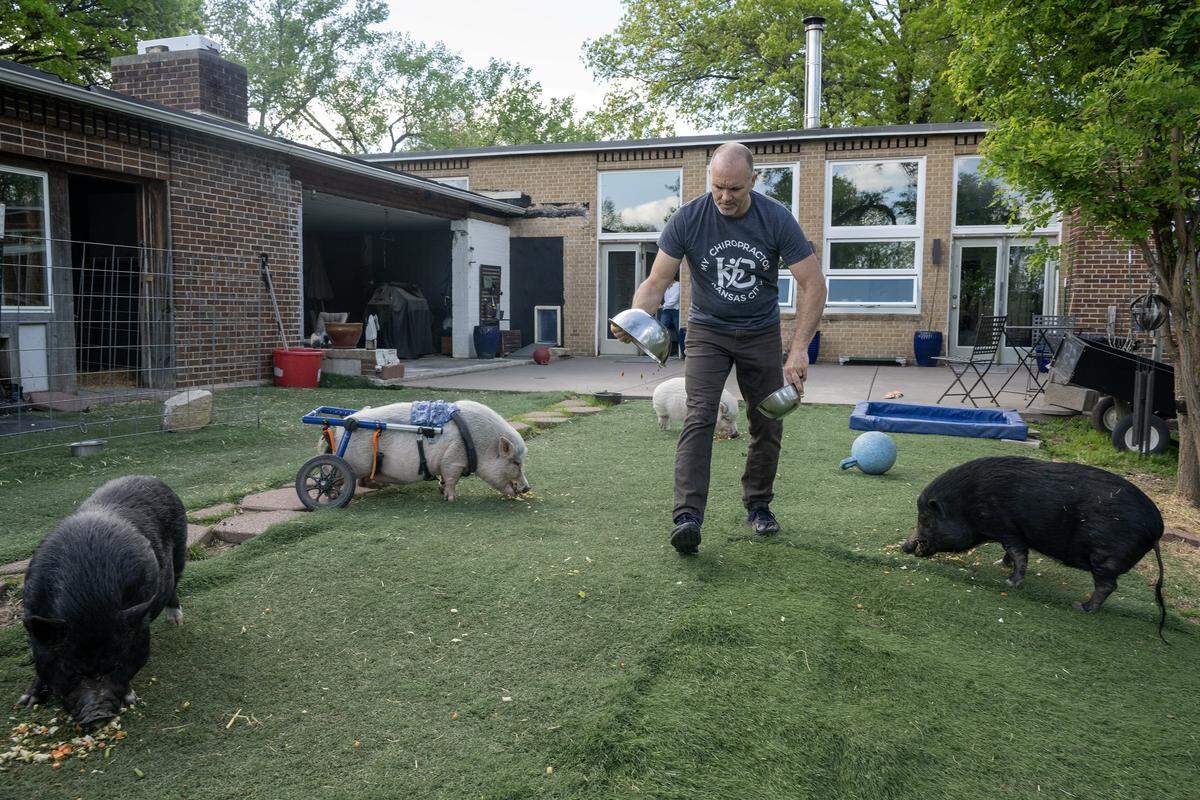 Dave Jennings feeds some of their six pet pigs on the astroturf on Saturday, April 18, 2026, at their home in Kansas City, Kansas. 