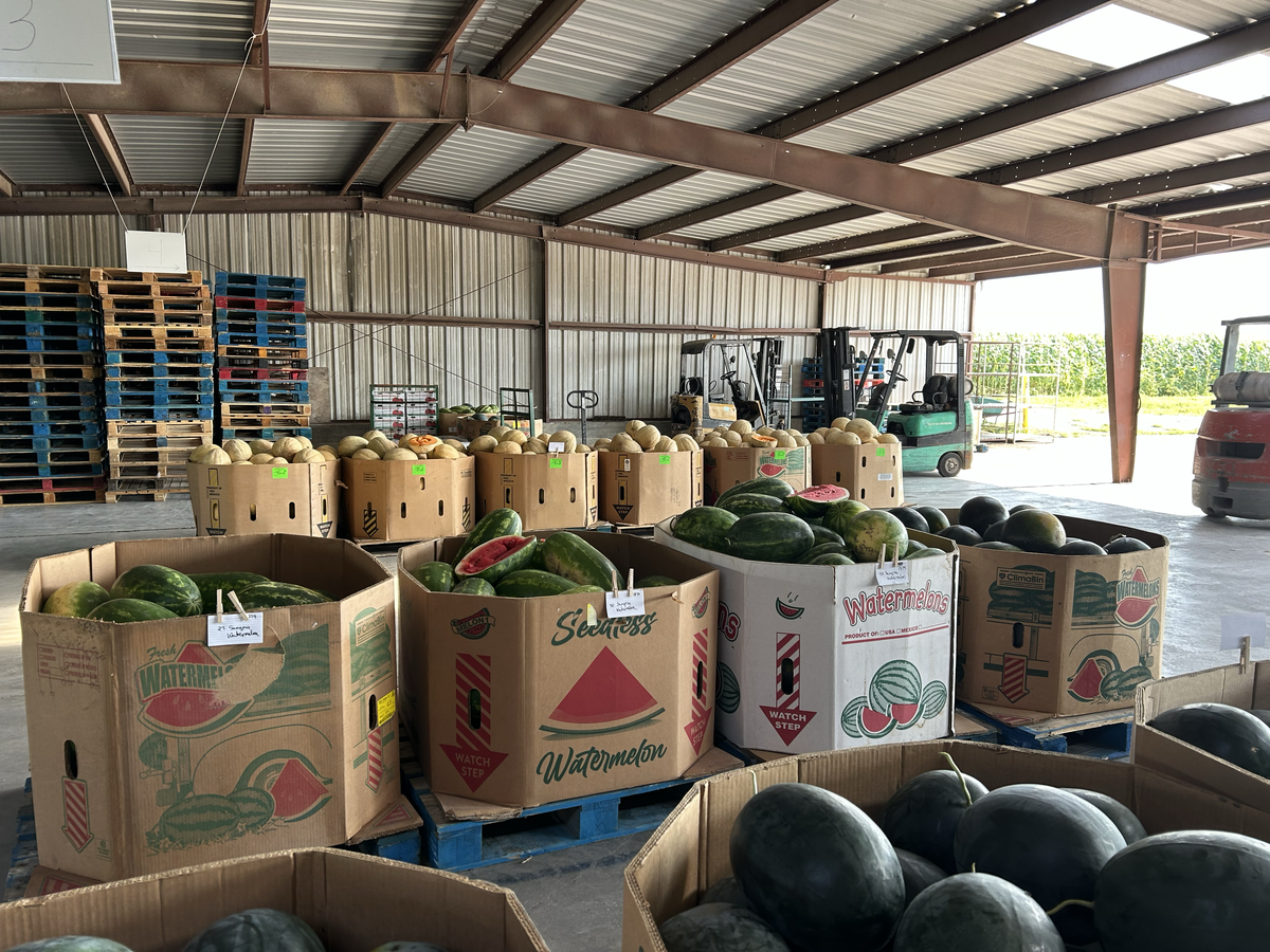 The auction house is filled with large bins of watermelons and cantaloupes, which sell by the thousands of pounds.