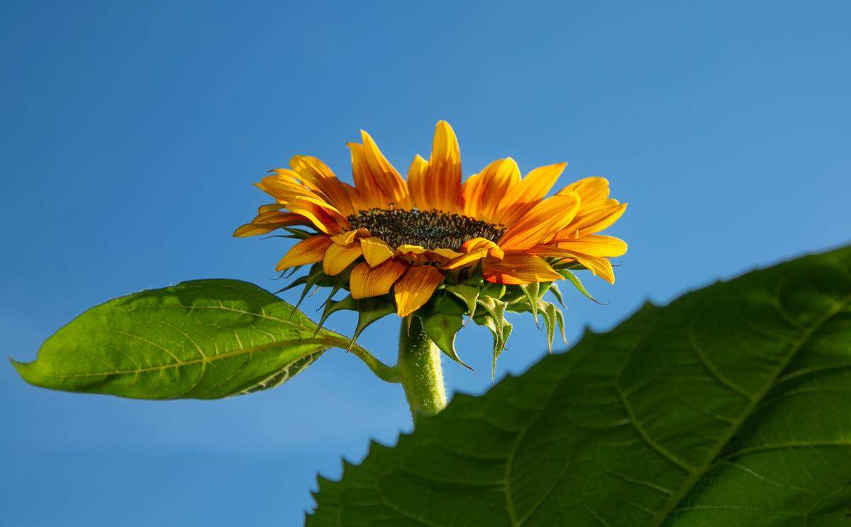 The KC Sunflower Fest was held at the KC Pumpkin Patch in Olathe, Friday, August 12, 2022.