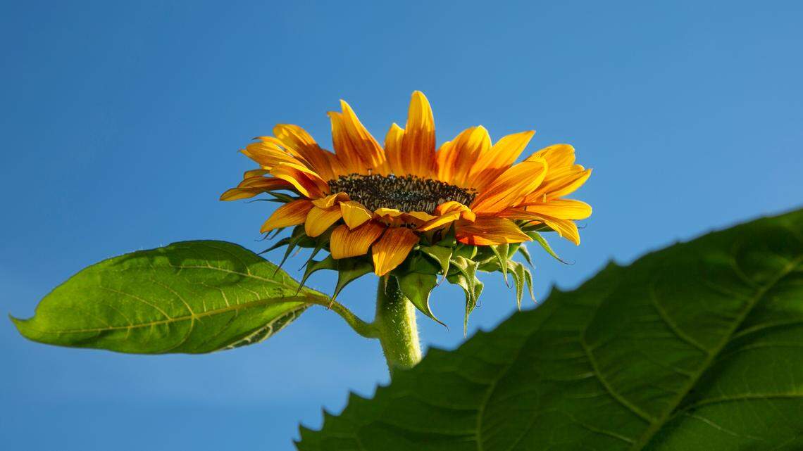 The sunflower is the state flower of Kansas, and the source of the state’s best snack, according to Food & Wine.