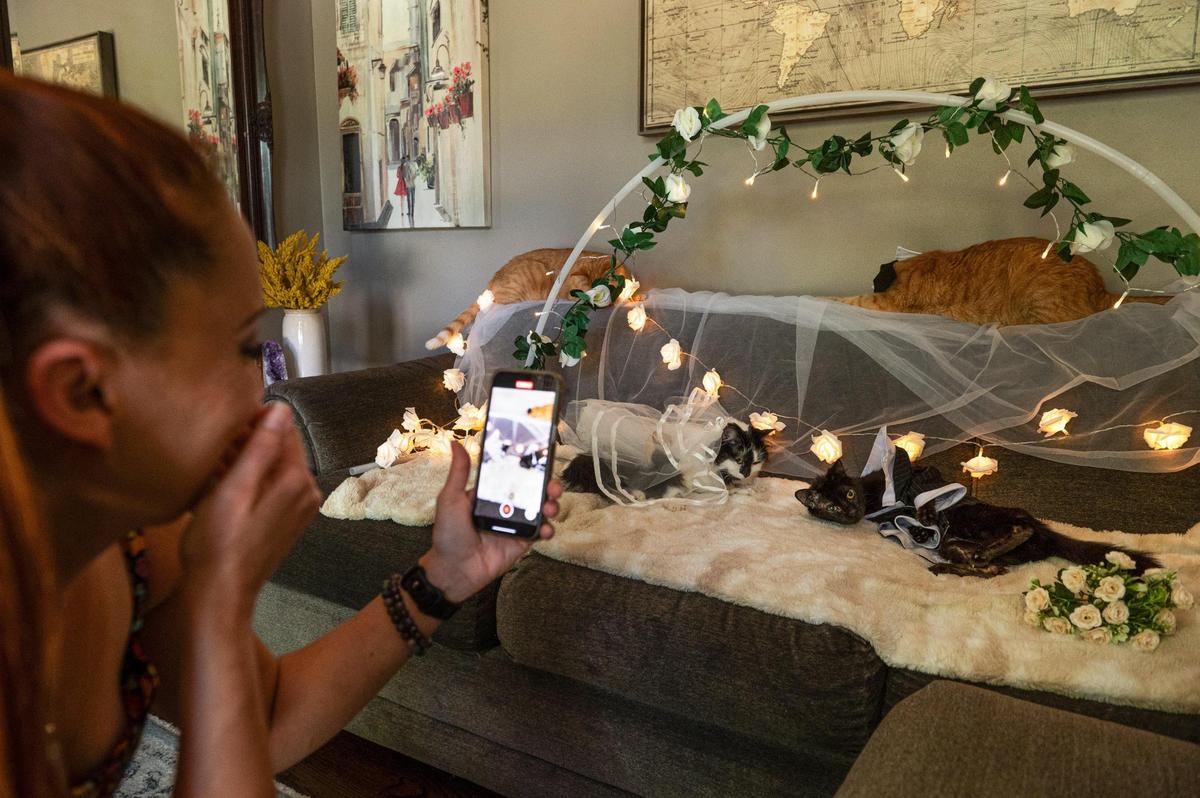 Mandy Morris, cat mama to Willy Wonky, laughs as she films a mock wedding between Willy and his girlfriend, Phoebe from Alabama. Morris runs a popular TikTok account with 1.4 million followers that focuses on Willy and his medical condition.