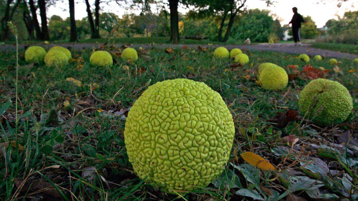 Hedge apples, freshly fallen from nearby trees, litter the ground at Thomas S. Stoll Park in Overland Park.