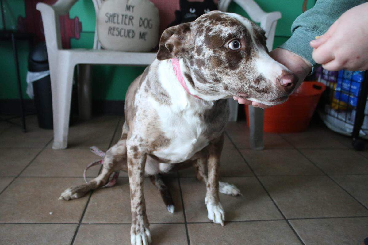 Australian cattle dog Daisy, 2, is one of the resident dogs at Melissa’s Second Chances in Shawnee.