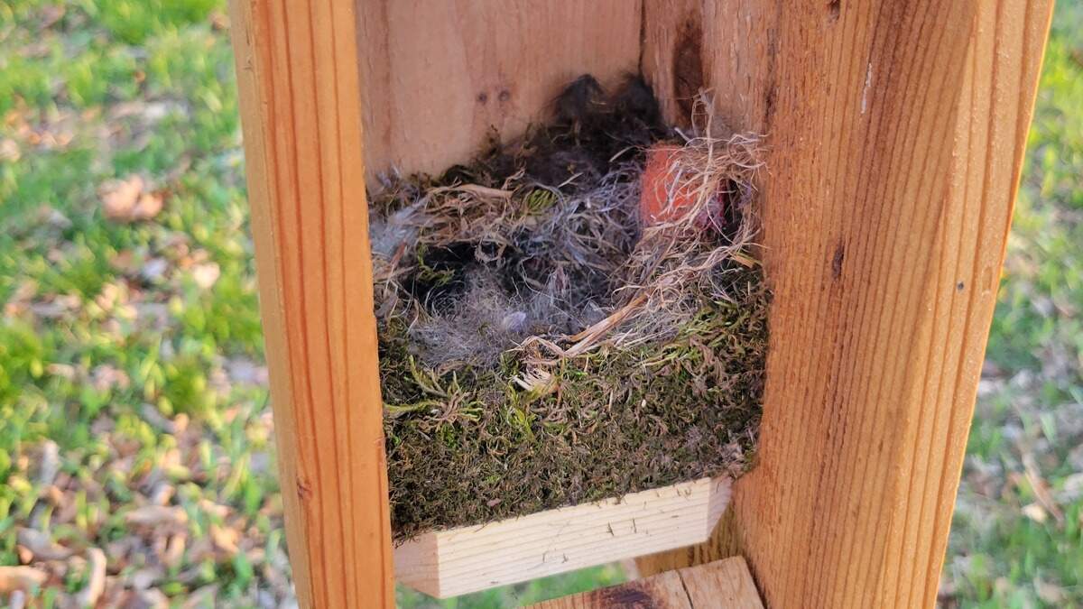 Creative ways to support birds and help them build safe nests in your landscape