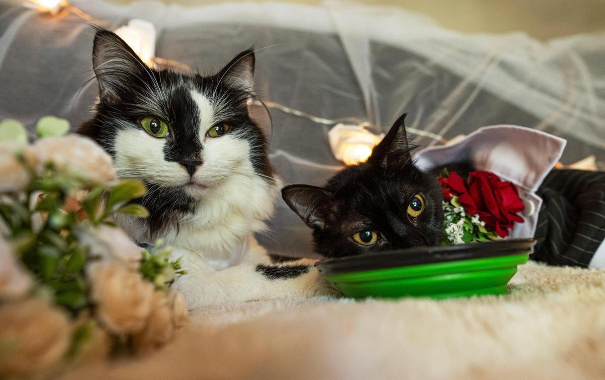 Phoebe, left, and Willy Wonky had a “cat wedding” for a social media video in Kansas City. They have neurological conditions that compromise their movement and balance.