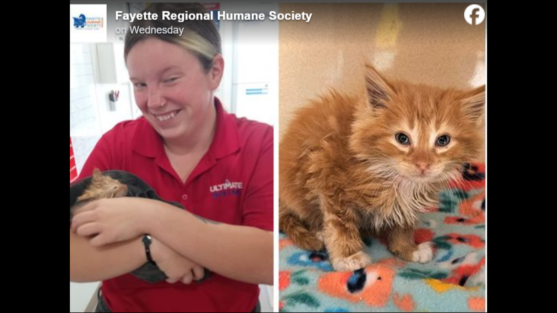 A car wash worker followed the sound of meowing and found Turbo Rinse in the car wash tunnel.