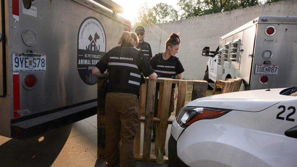 Members of KC Pet Project’s Animal Services Division wrangled loose goats in 2024. Since 2020, Kansas City’s animal control has been outsourced to the nonprofit. Now, lawmakers are considering ending the city’s contract with KC Pet Project.