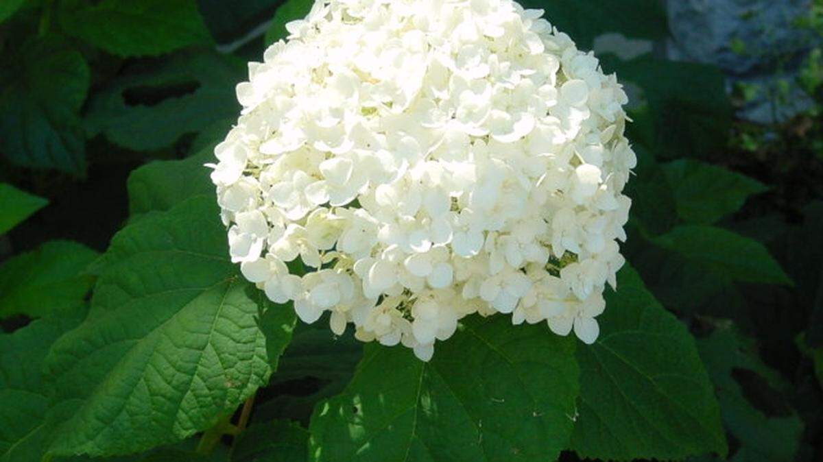 The variety Annabelle has been around for years and why many know this species by this name instead of smooth hydrangea.