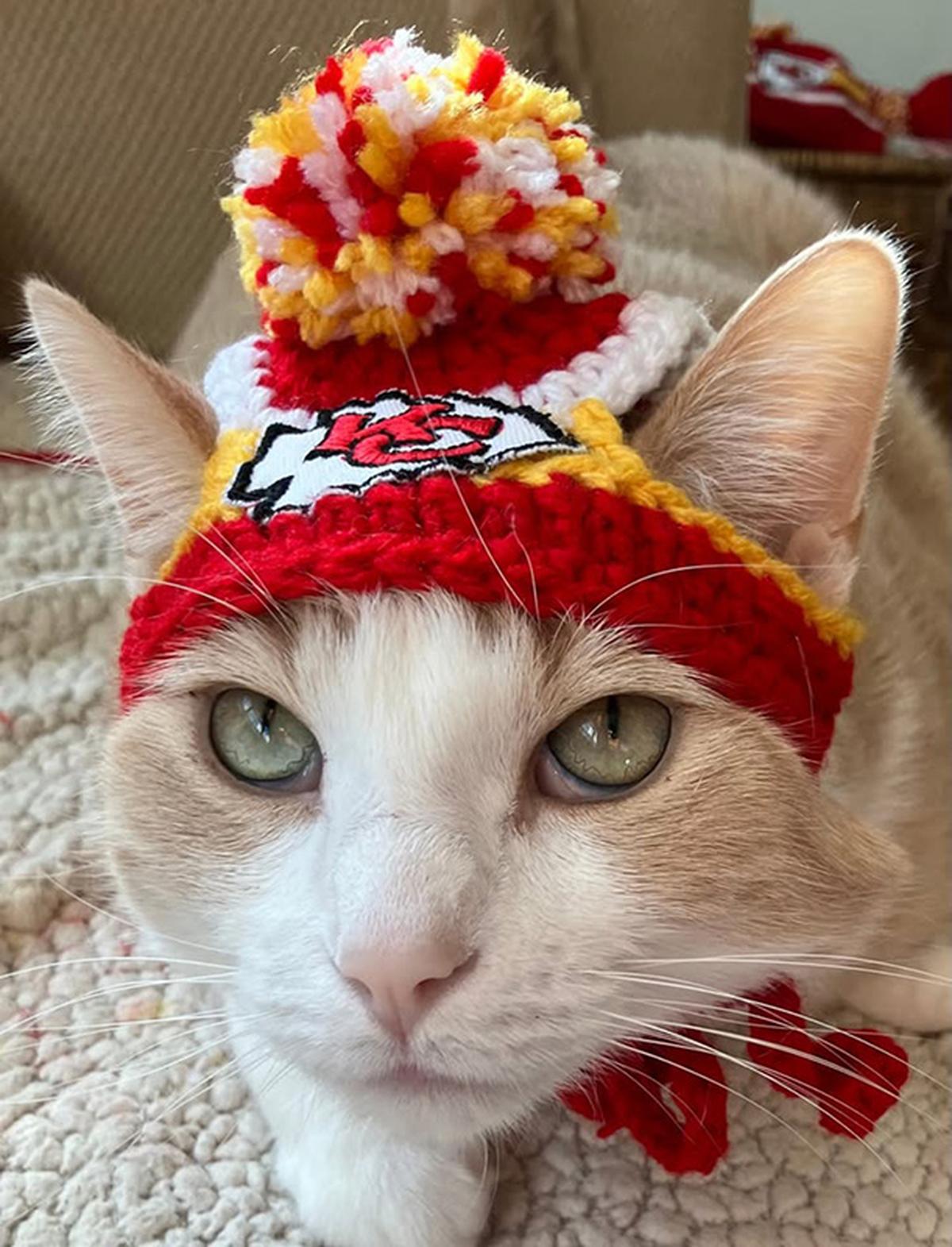 Biscuit is wearing a Chiefs-themed pet hat that was crocheted by his owner, Jan Powell of Kansas City.