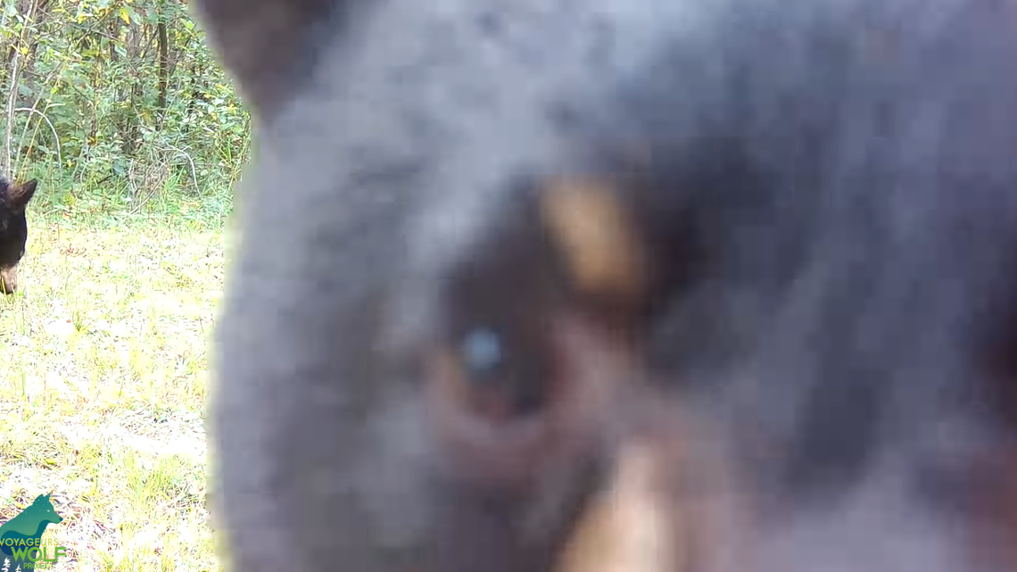 A bear cub at Voyageurs National Park in International Falls adjusted a trail camera, resulting in wolves and other animals being filmed.