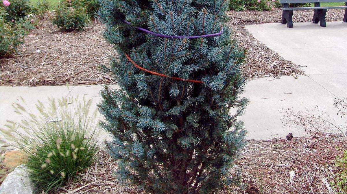 To help smaller trees and shrubs, you can wrap or tie them together in the fall, before the first snow. It can help reduce the weight of the snow or ice.