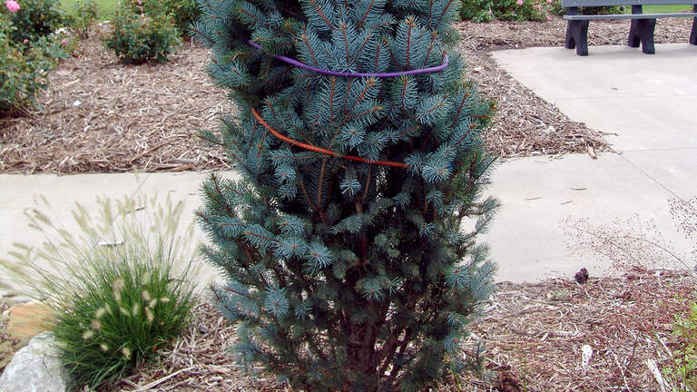 Best thing for evergreen trees recovering from winter storms: Leave them be
