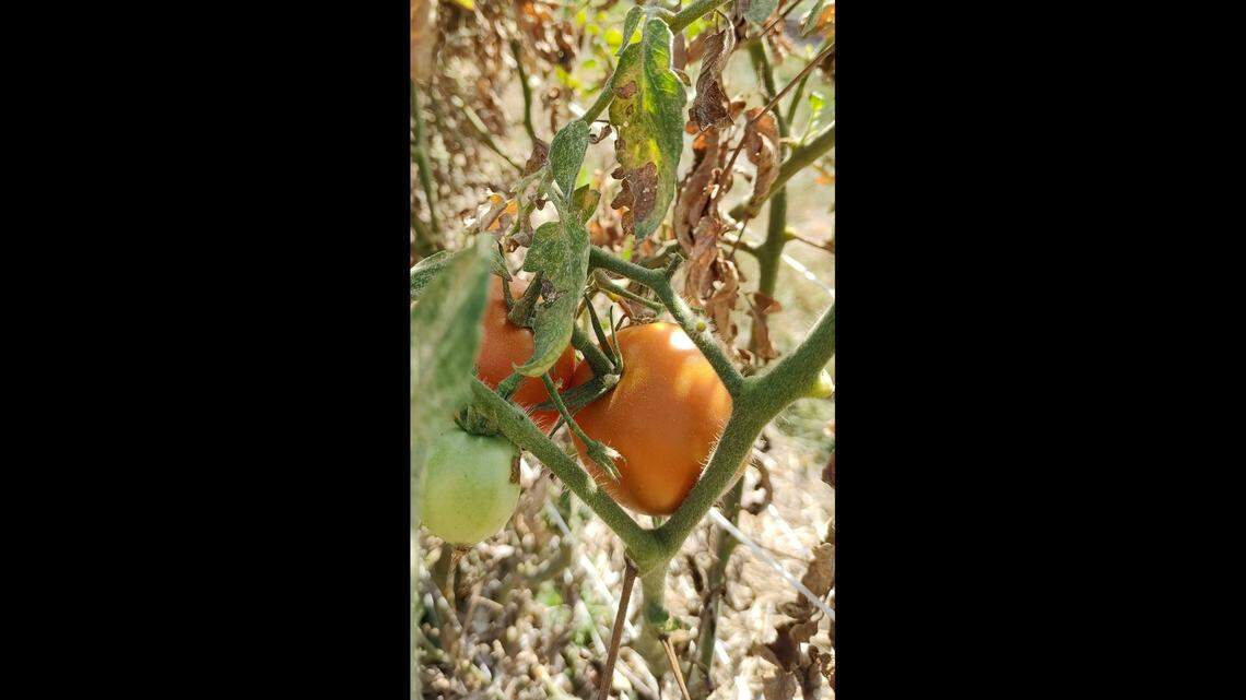 While leaving most of the yard somewhat untouched over the winter can help bees and other good insects, lots of bad bugs, like aphids and squash beetles, live in your veggie plot. Now’s the time to get rid of them.