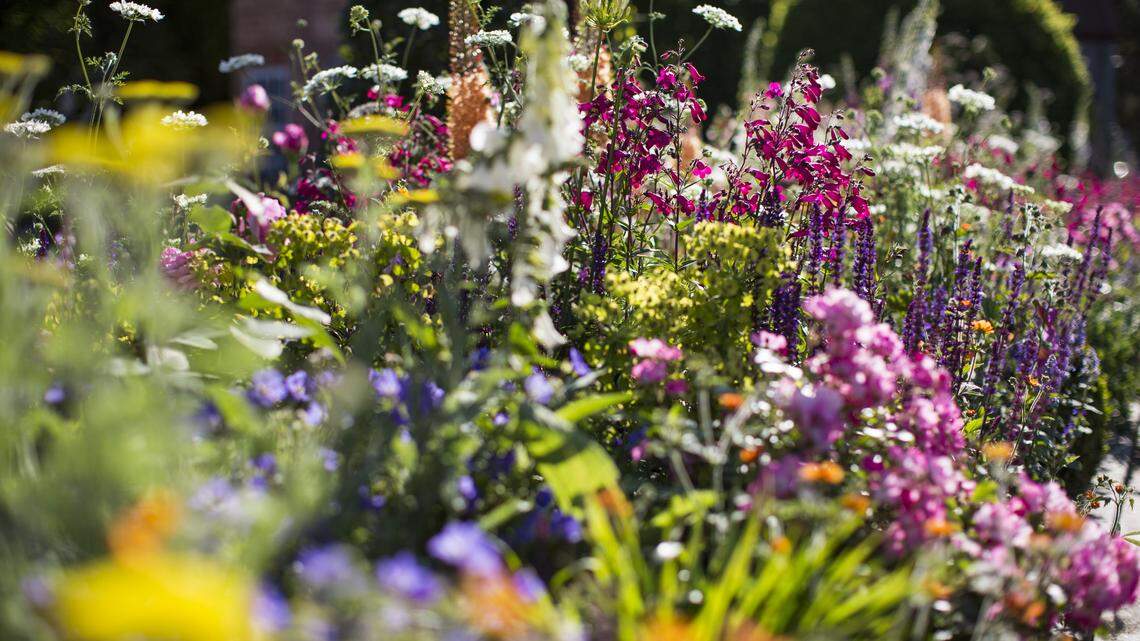 Abed of flowers blooming.