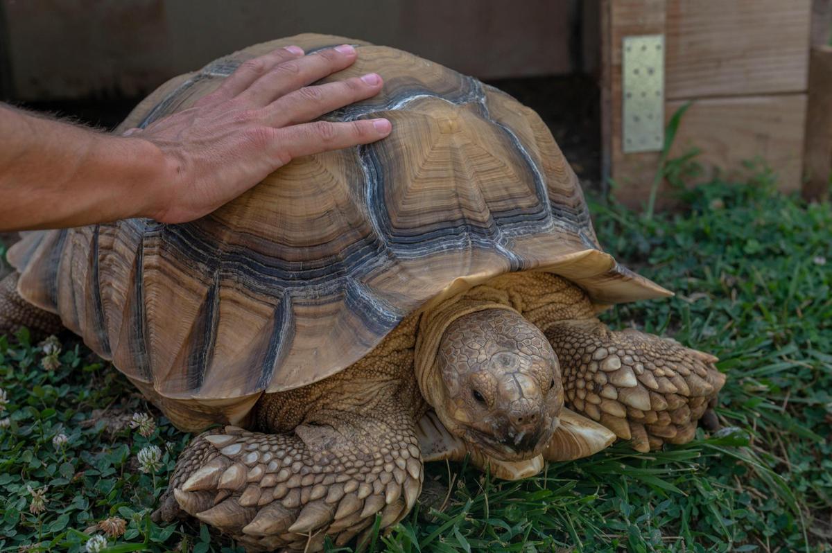 Bill Kalahurka of Brookside pats the shell of his 7-year-old tortoise, Tyrion.