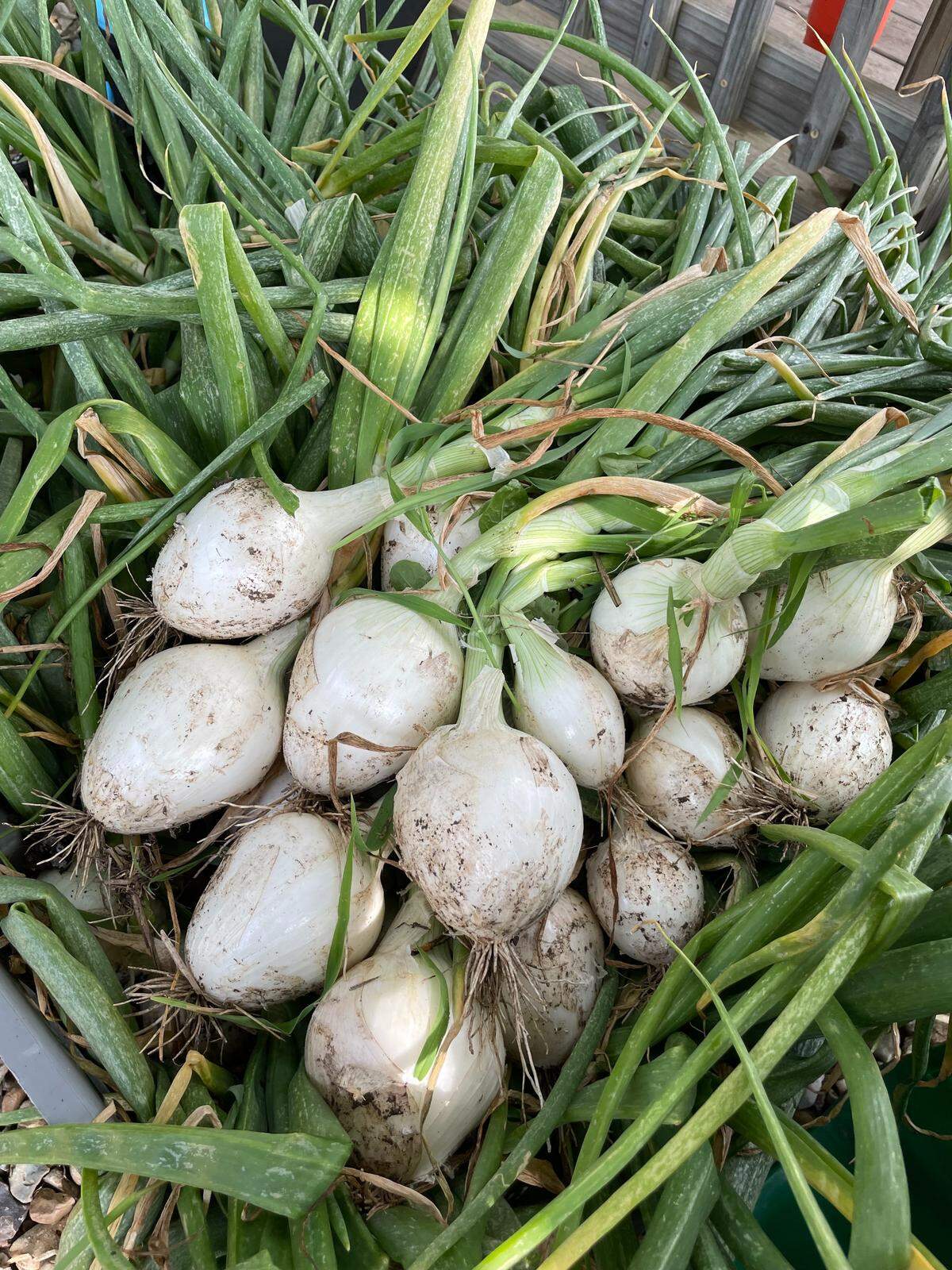 A harvest of white onions.