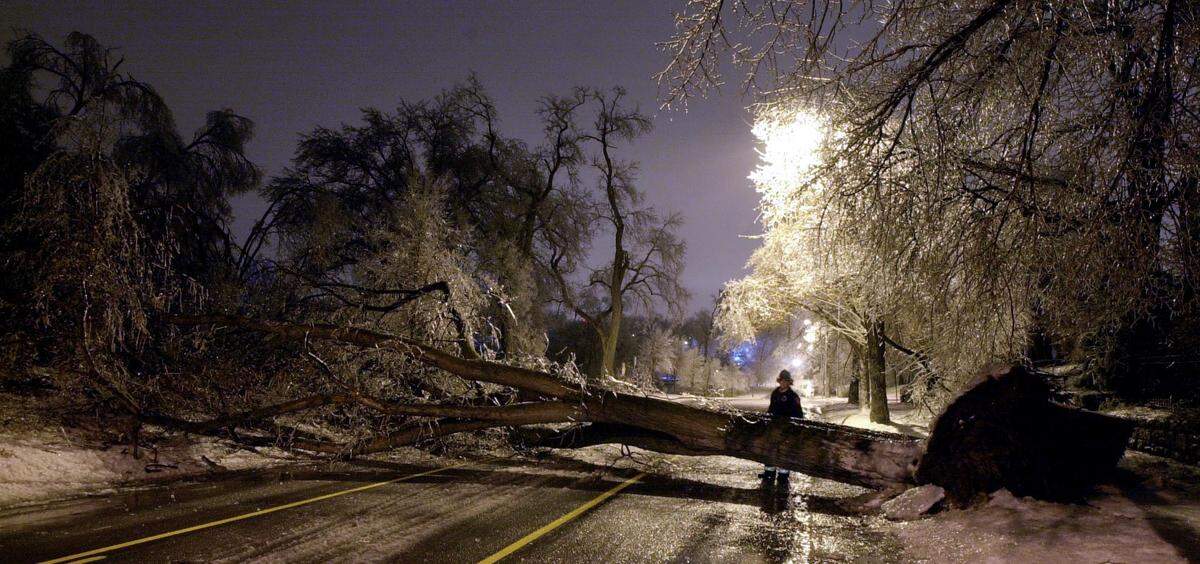 A Kansas City firefighter examined a downed tree that blocked Wornall Road at 53rd Street last on Jan. 30, 2002.