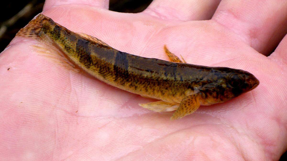 The snail darter is not a thing. It was just a common perch, say scientists.