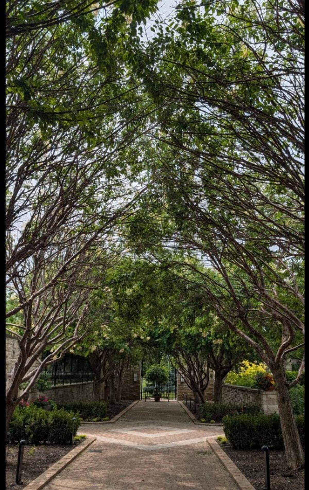 A line of 25-year-old China Snow Peking lilac trees at the Ewing and Muriel Kauffman Memorial Garden shortly before they were cut down on Tuesday, May 19, 2026.