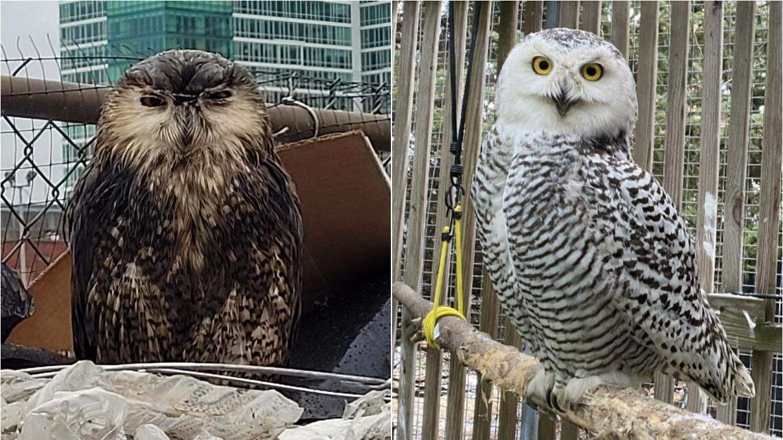 This snowy owl was released back into the wild after she was found “covered in oil” at a Milwaukee recycling center, officials say.