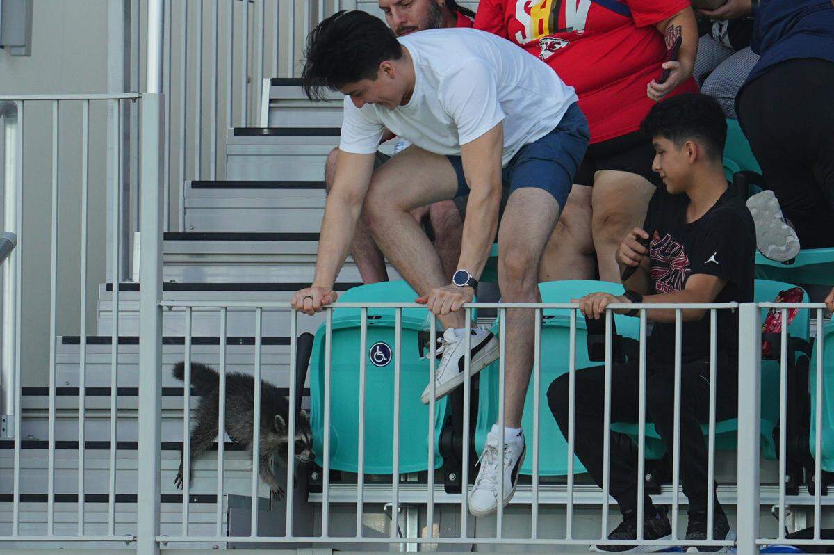A fan reacts to a raccoon at CPKC Stadium.