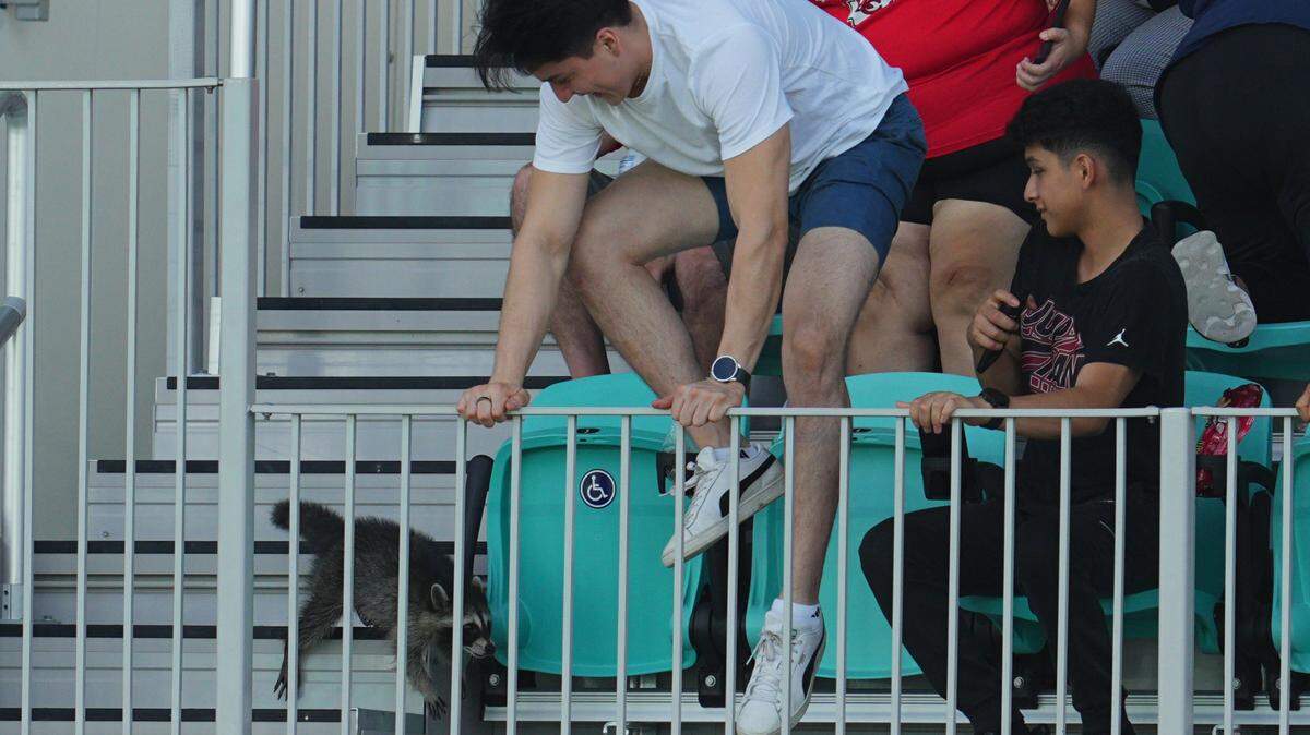 A fan reacts to a raccoon at CPKC Stadium.