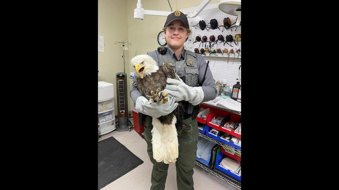 Warren County Agent Ashton Crance with the rescued bald eagle.