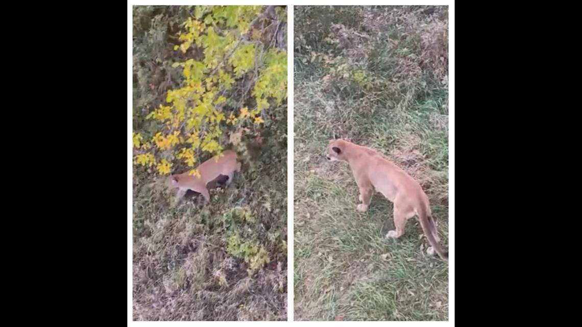 An Iowa hunter caught a rare glimpse of a mountain lion in the Midwest, wandering right past his tree stand, video shows.