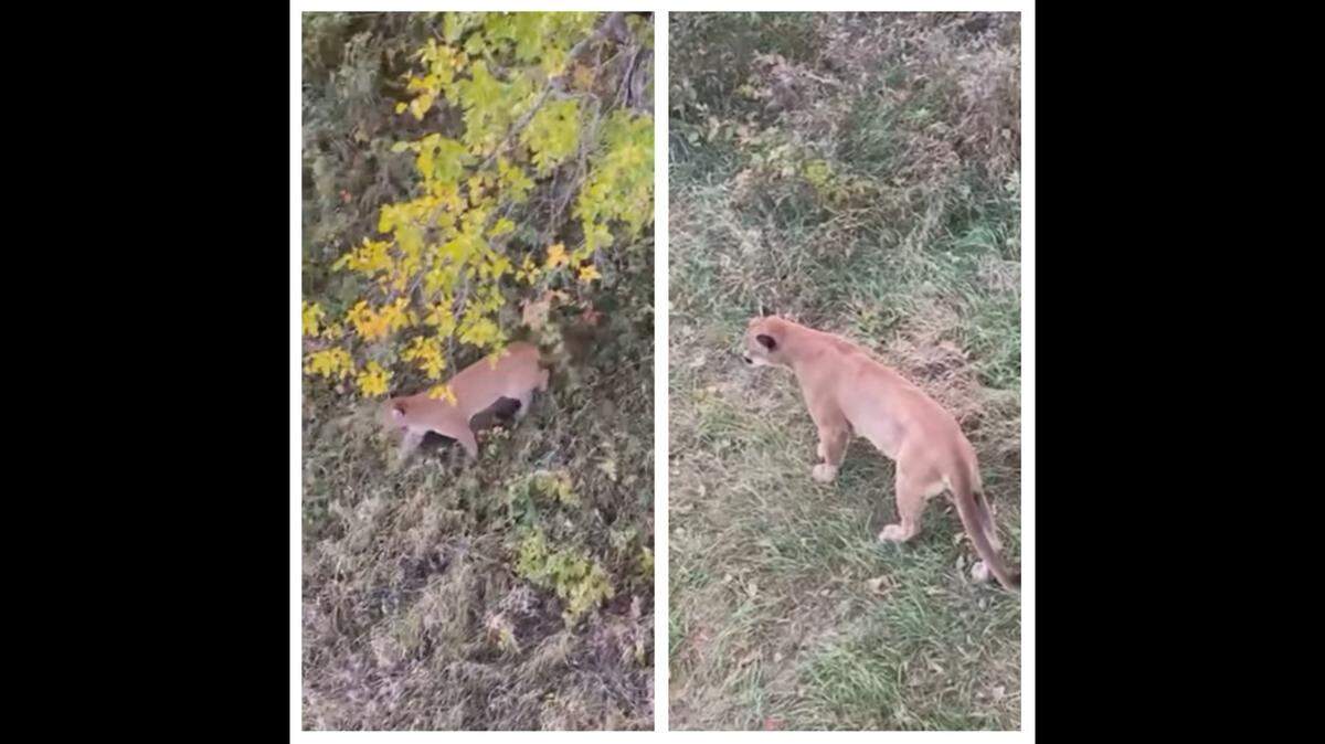 An Iowa hunter caught a rare glimpse of a mountain lion in the Midwest, wandering right past his tree stand, video shows.