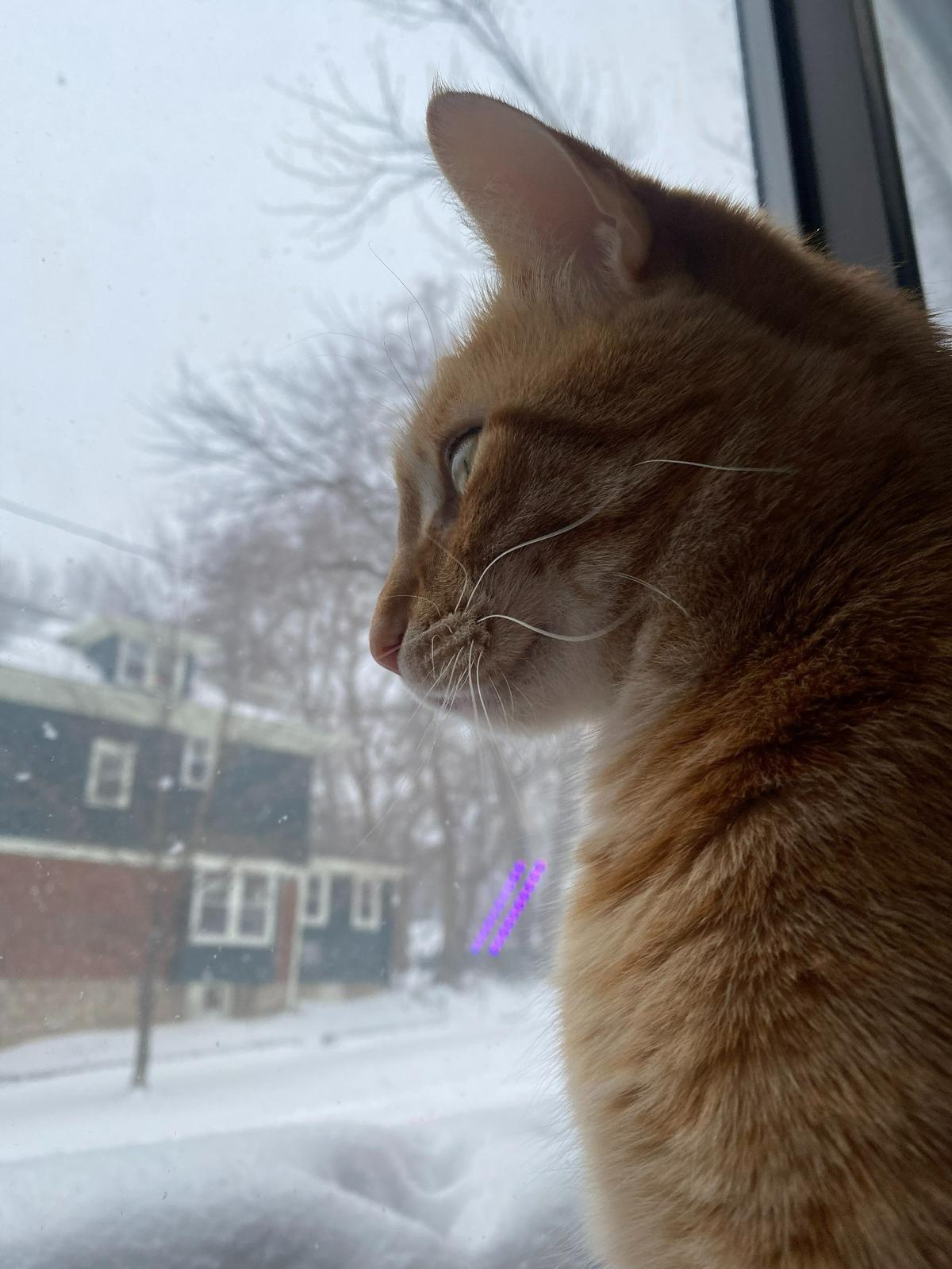 “Westport neighborhood snow day watch, featuring Jack (house cat).” -Kasia Young