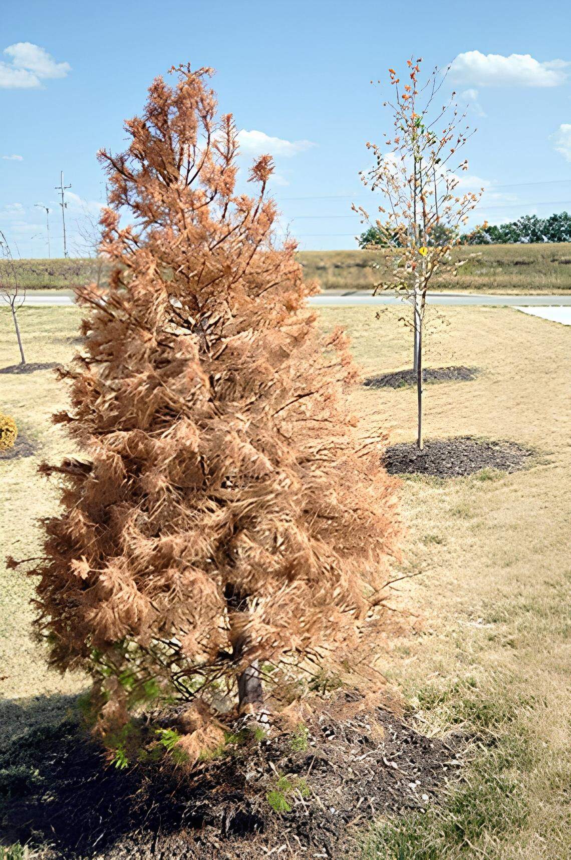 Evergreen trees might still need nurturing in the winter.