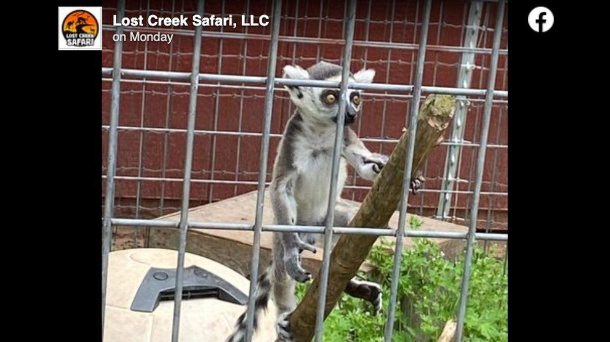 A baby lemur named Sunday was removed from the Lost Creek Safari petting zoo following an incident with a guest.