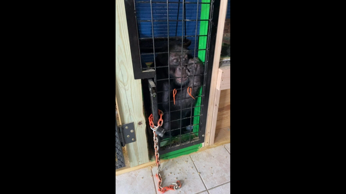 Tonka was found caged in the basement of a Missouri home, according to PETA.