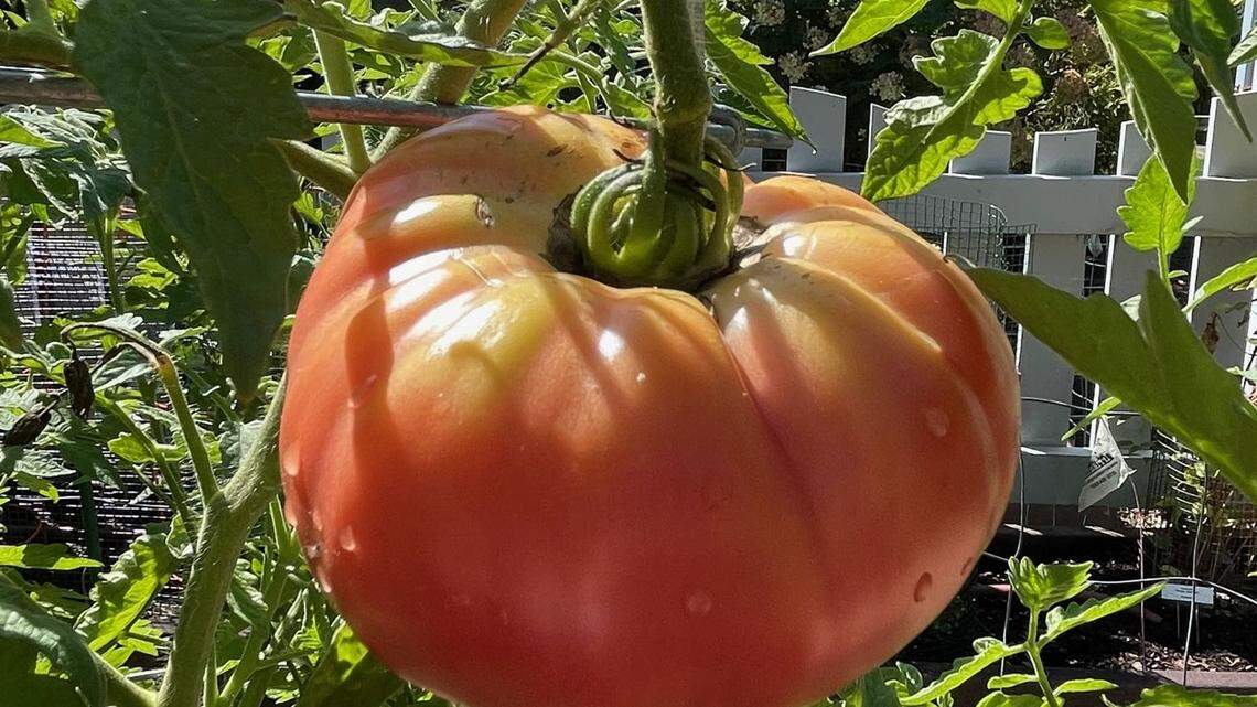 Tomatoes require a healthy root system to thrive.