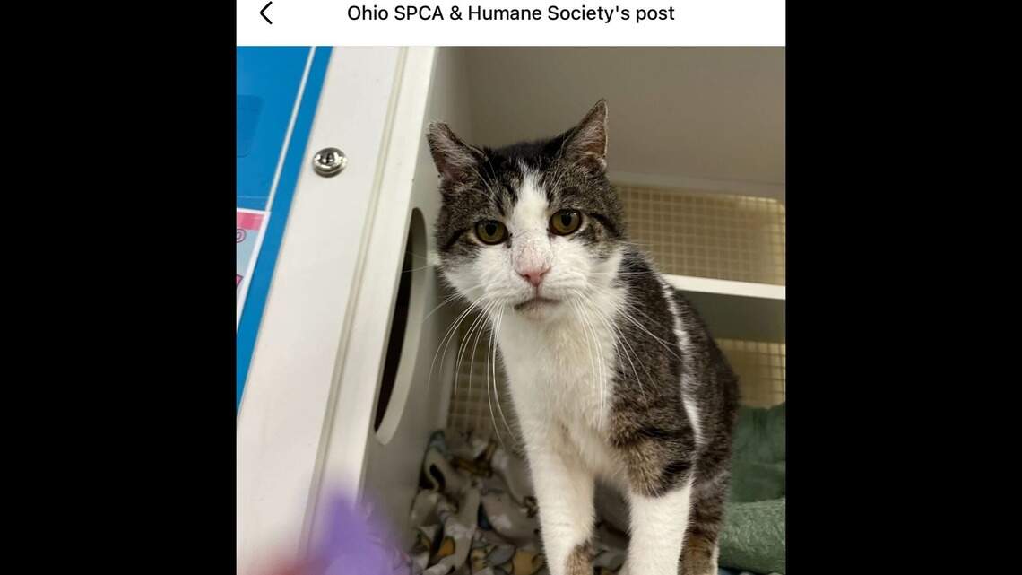Adopt 13-year-old toothless cat Minotaur from Lima, Ohio | Kansas City Star