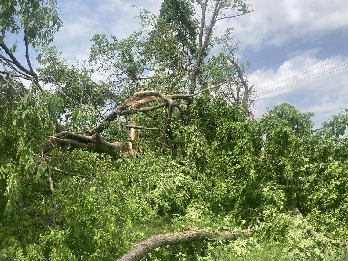 Split and mangled trees on Marla Burvee’s property in Spring Hill, Kansas, on West 20th Street and South Ridgeview Road following a severe thunderstorm on April 27, 2026.